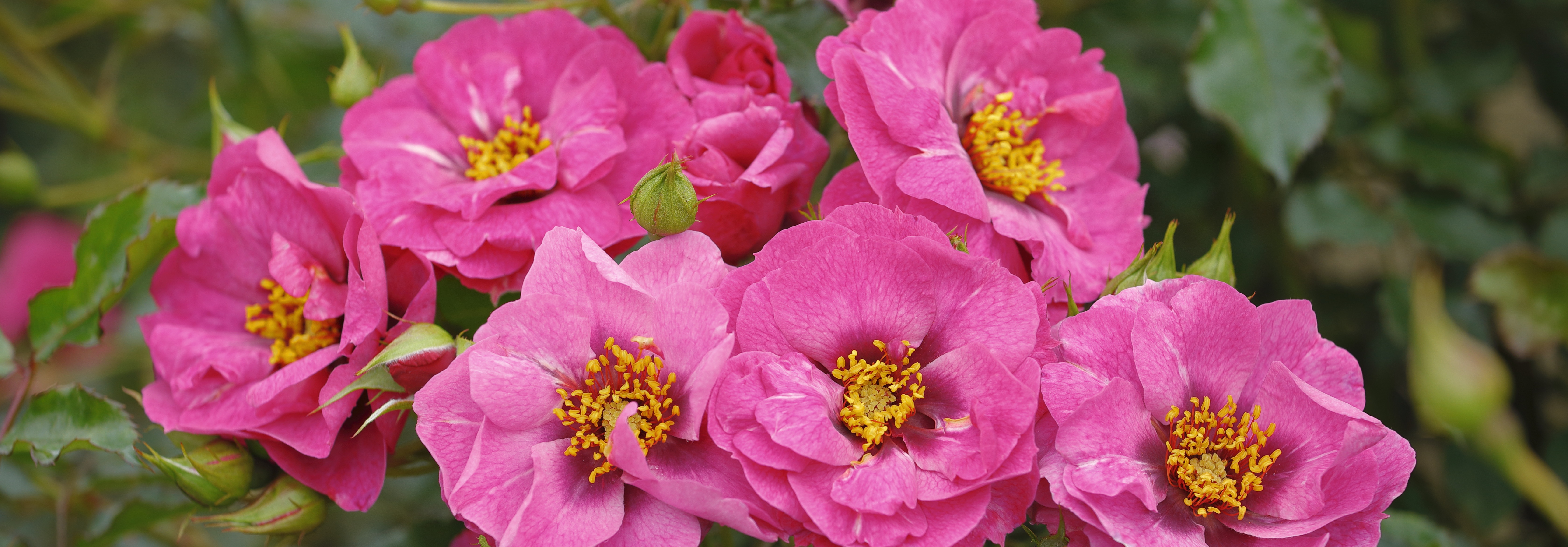 Several brilliant pink roses blooming at the centre of the image. The Stroke Association's "Believe in yourself" rose sold by the Blue Diamond Group of Garden Centres.