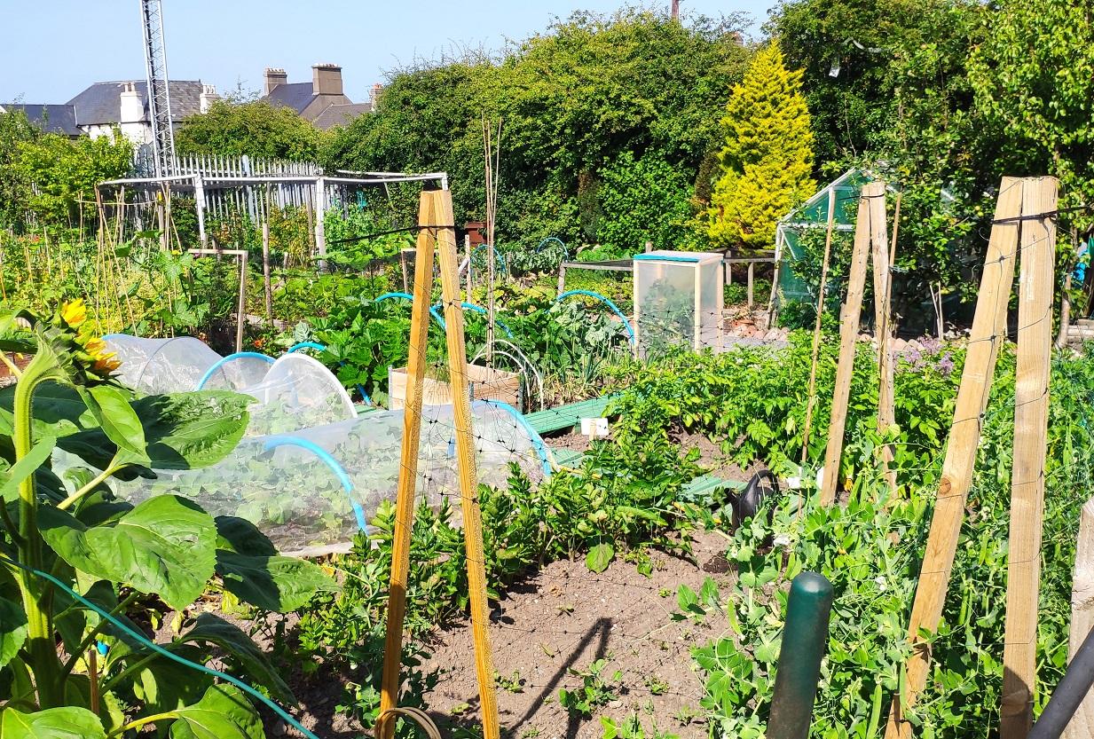 Image of allotment