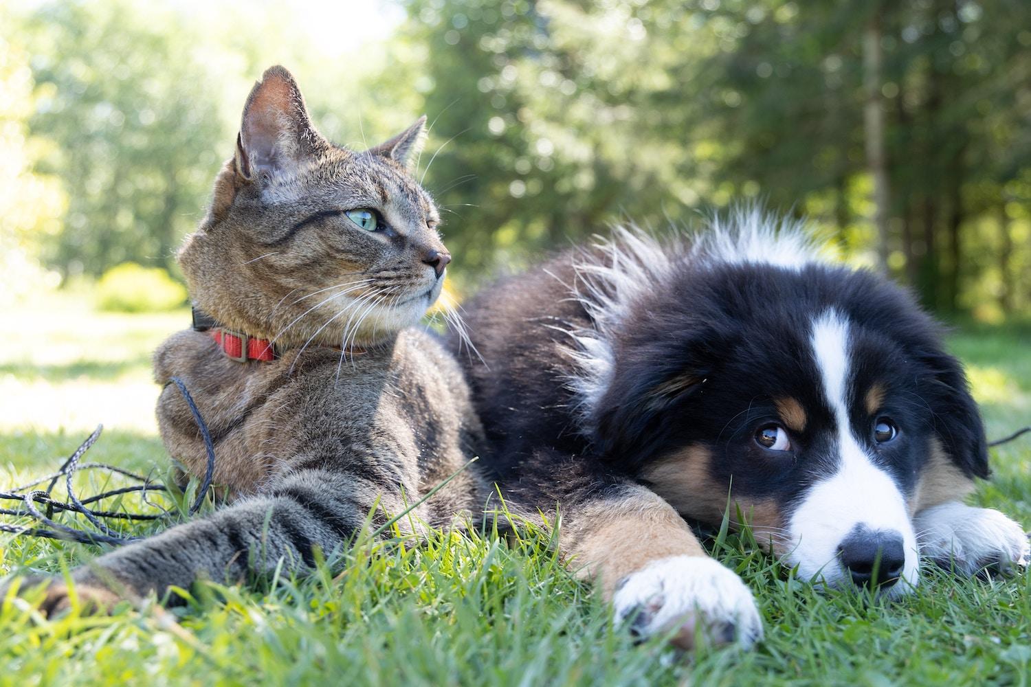 dog and cat laying in the grass together