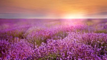 Field of purple flowers with a sunset 