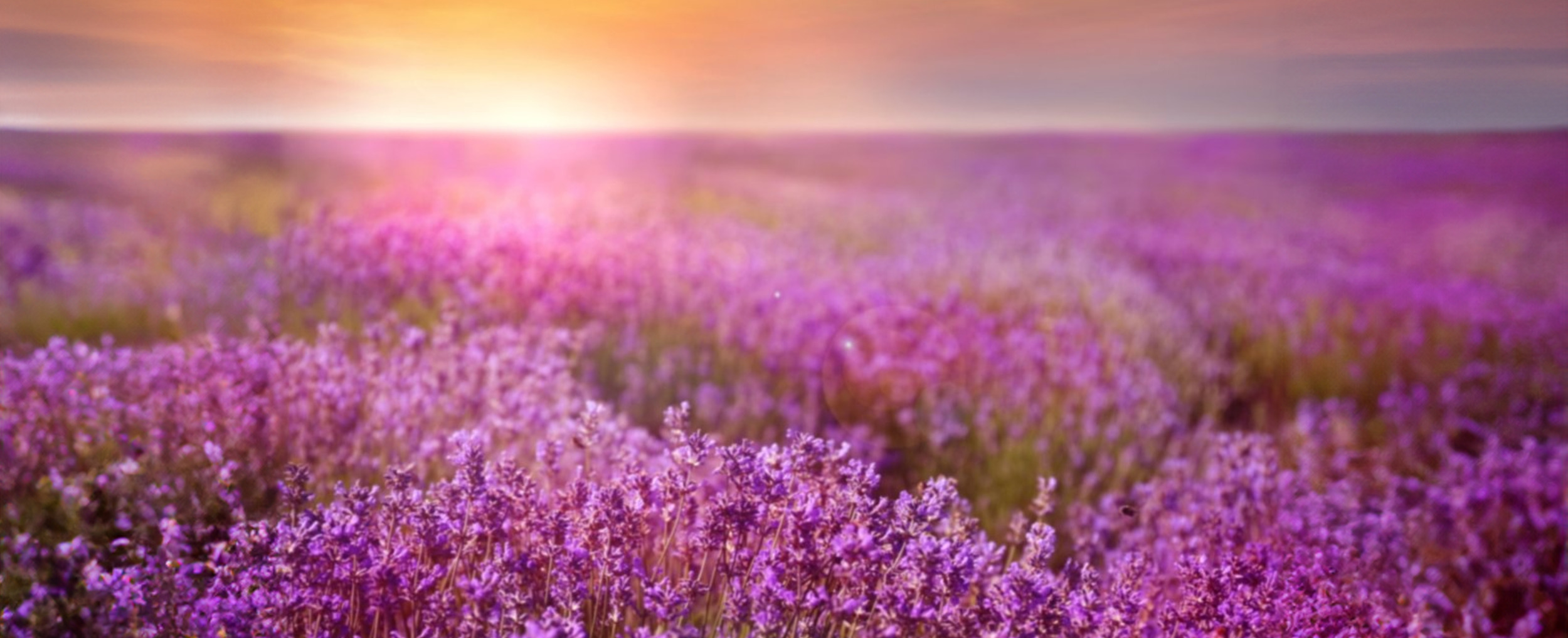 Lavender field sunset