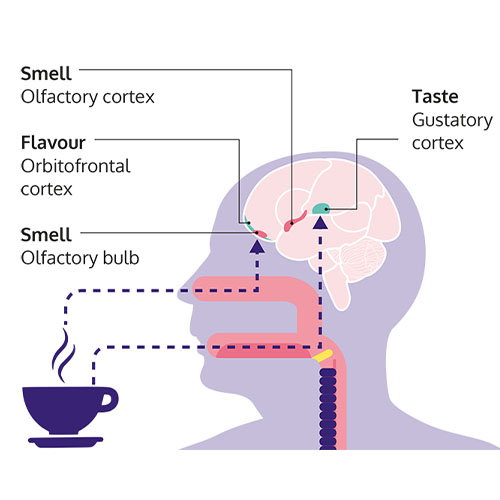 Diagram showing how the body processes smell and taste 