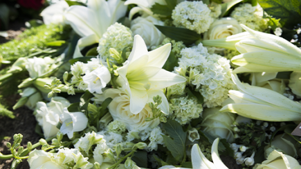 Close up of lily flowers