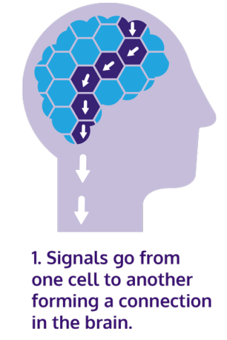 Neuroplasticity diagram one